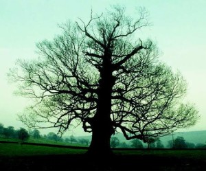 Arboles monumentales