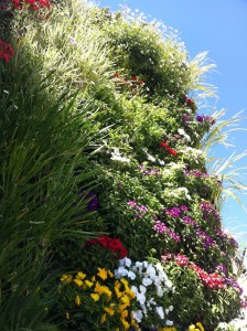 Vertical Garden penthouse in Murcia - plant detail