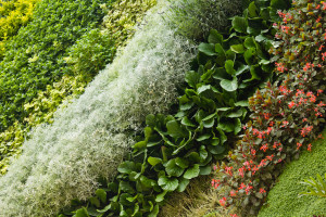 vertical Garden Shopping Mall in Quito - plants detail
